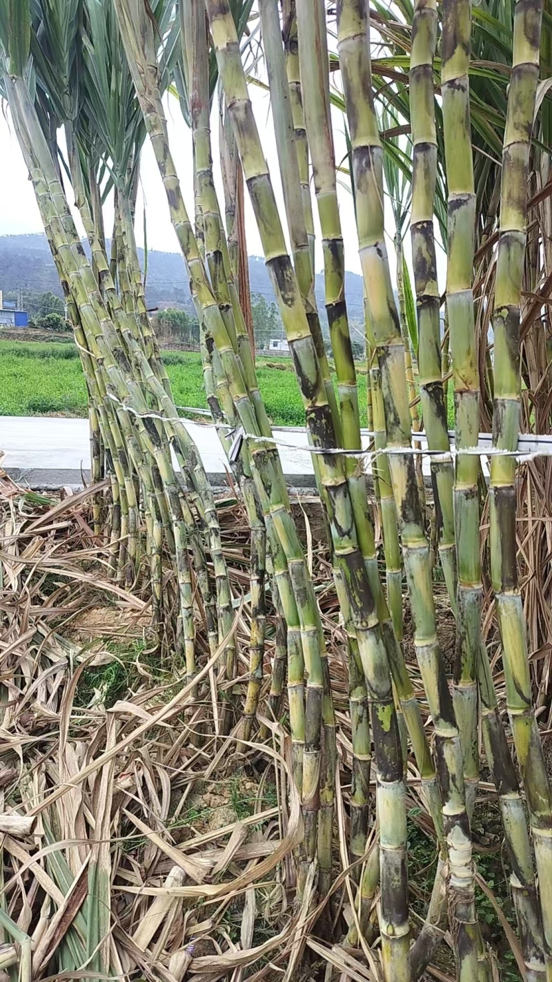 黄金甘蔗种