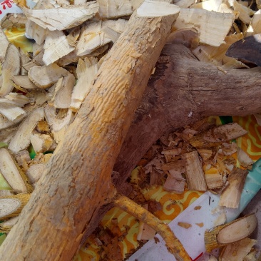 野生穿破石(黄龙脱皮)干货