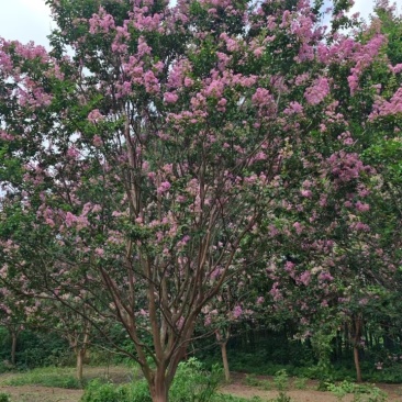 花园各种果树，风景树