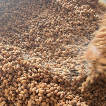 贵州特产贞丰豆豉