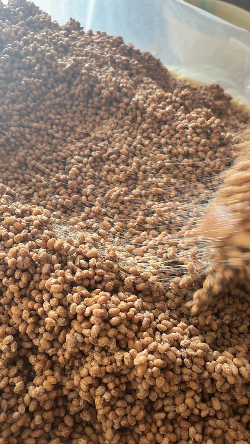 贵州特产贞丰豆豉
