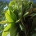 云南西双版纳攸乐（基诺）普洱茶
