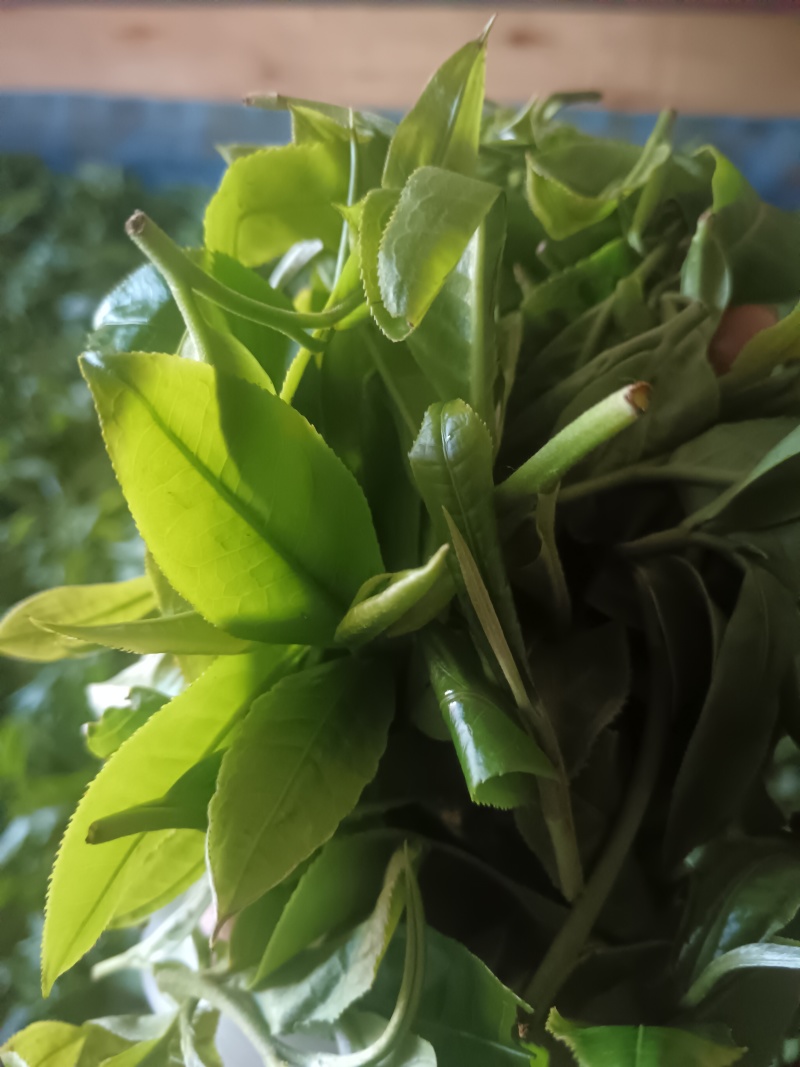 云南西双版纳攸乐（基诺）普洱茶