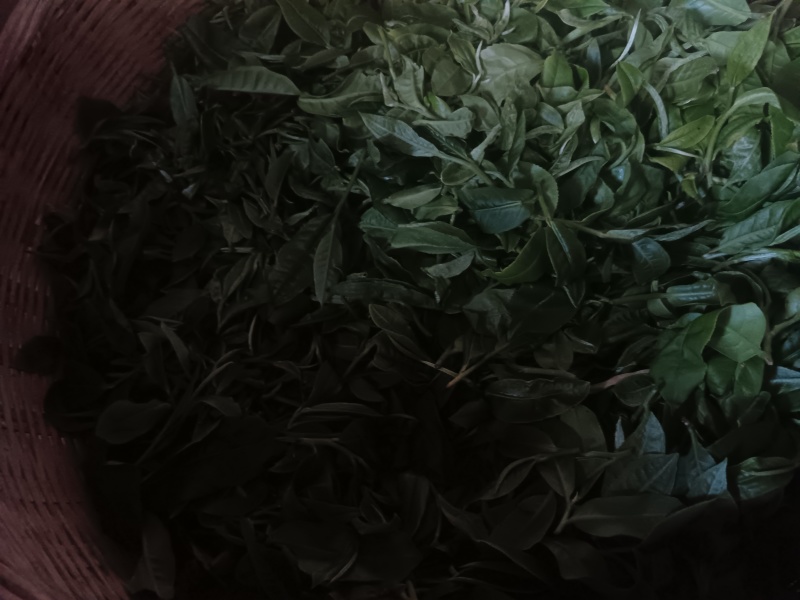云南西双版纳攸乐（基诺）普洱茶