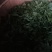 云南西双版纳攸乐（基诺）普洱茶