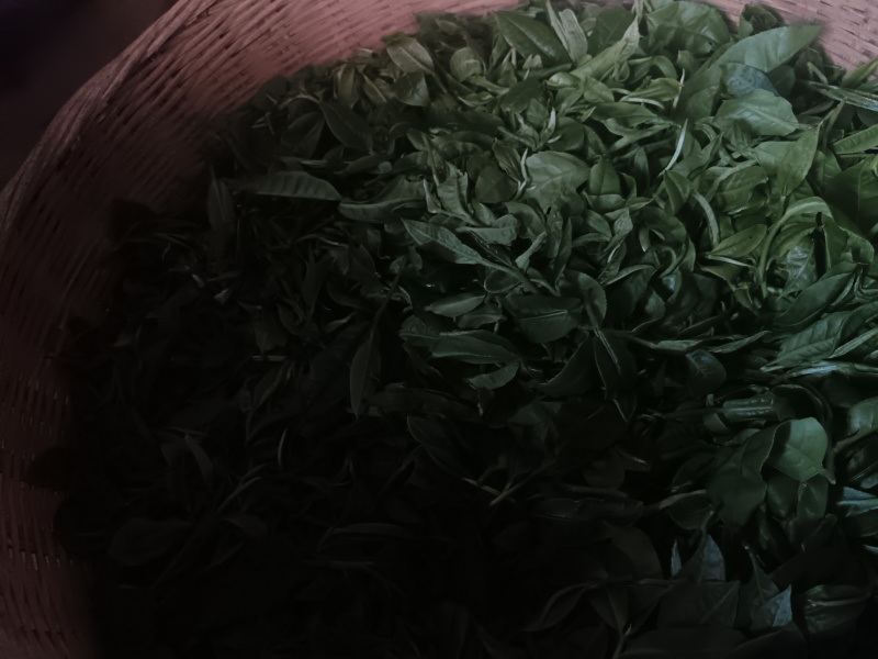 云南西双版纳攸乐（基诺）普洱茶