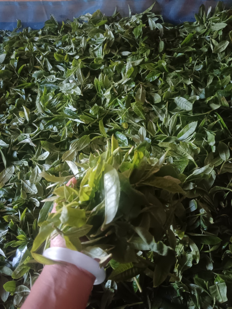 云南西双版纳攸乐（基诺）普洱茶