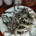 云南西双版纳攸乐（基诺）普洱茶