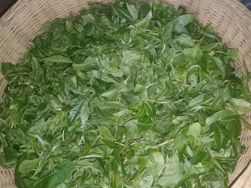 云南西双版纳攸乐（基诺）普洱茶