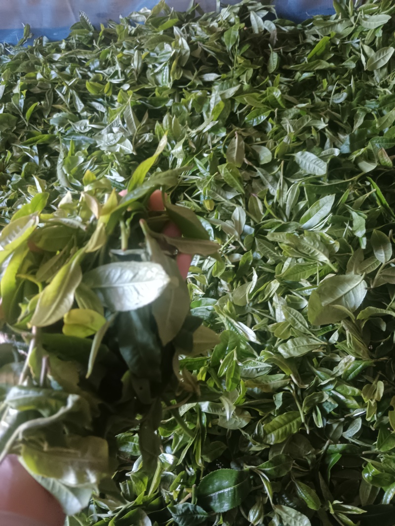 云南西双版纳攸乐（基诺）普洱茶