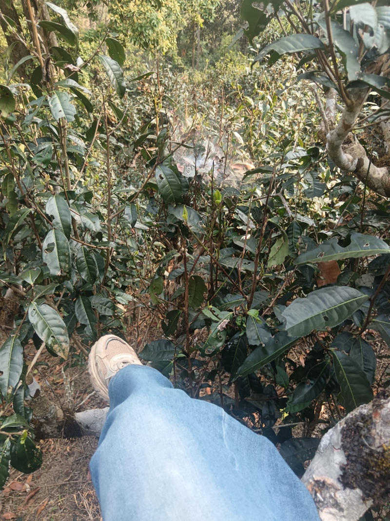 云南西双版纳攸乐（基诺）普洱茶