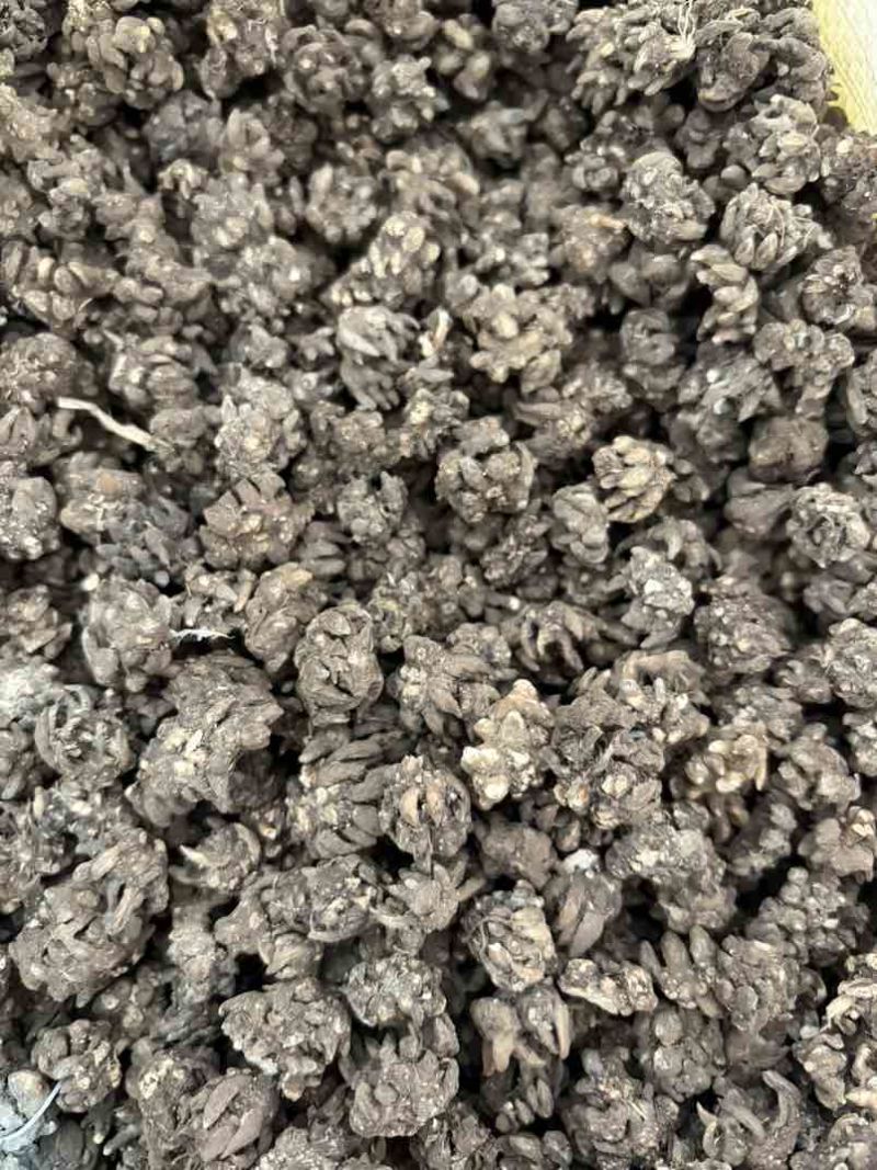 黑皮猫爪草大小规格都有