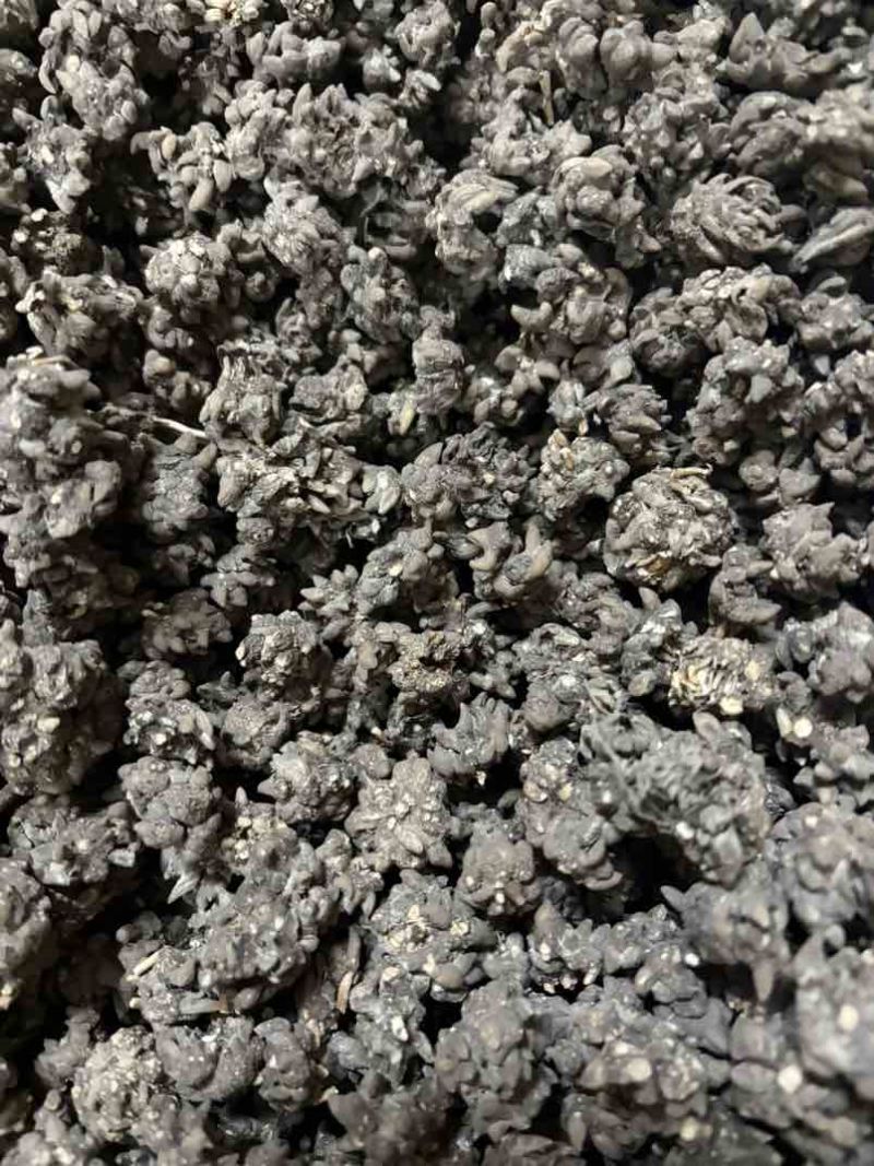 黑皮猫爪草大小规格都有