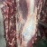 鲜吊龙，冻吊龙