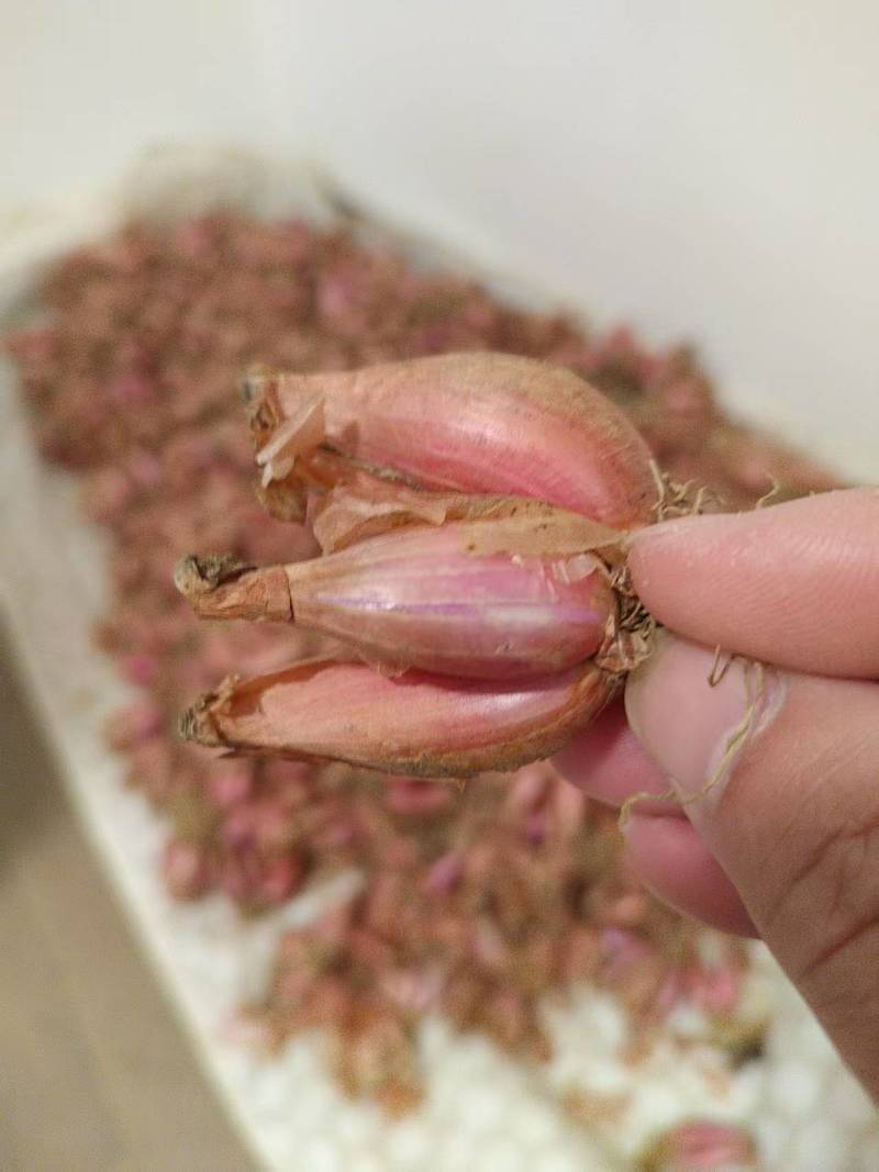 本地（广东河源）客家红葱头#好物共享#美食#现有大量红