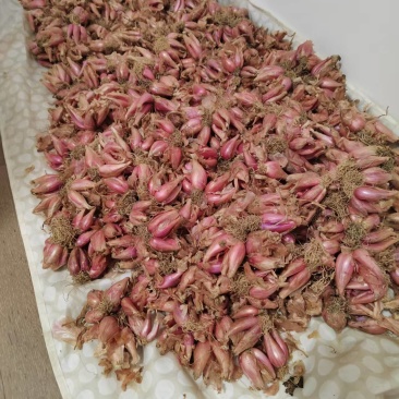 本地（广东河源）客家红葱头#好物共享#美食#现有大量红