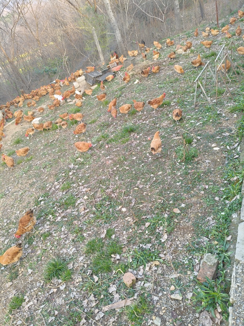 正宗淮南王土鸡，山地放养的仔公鸡，平均二斤左右