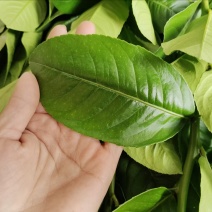 新鲜香水柠檬叶