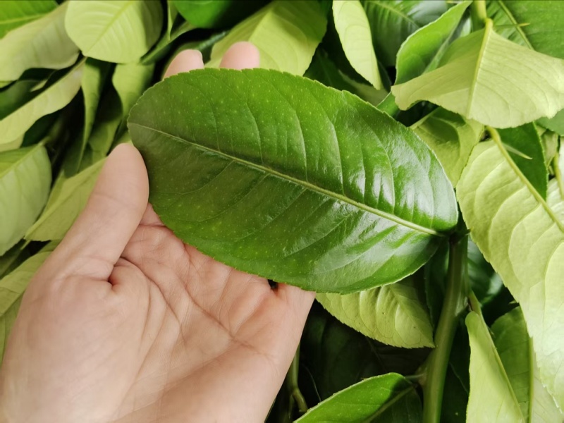 新鲜香水柠檬叶