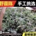 野生鲜茵陈