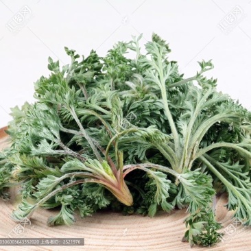 野生鲜茵陈