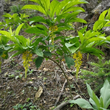 出手自己培育的地苗倒水莲苗