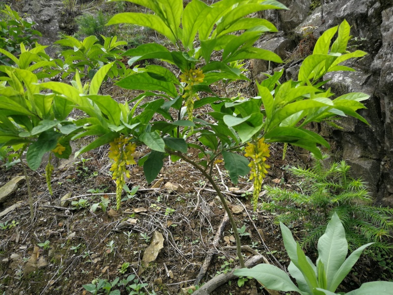 出手自己培育的地苗倒水莲苗
