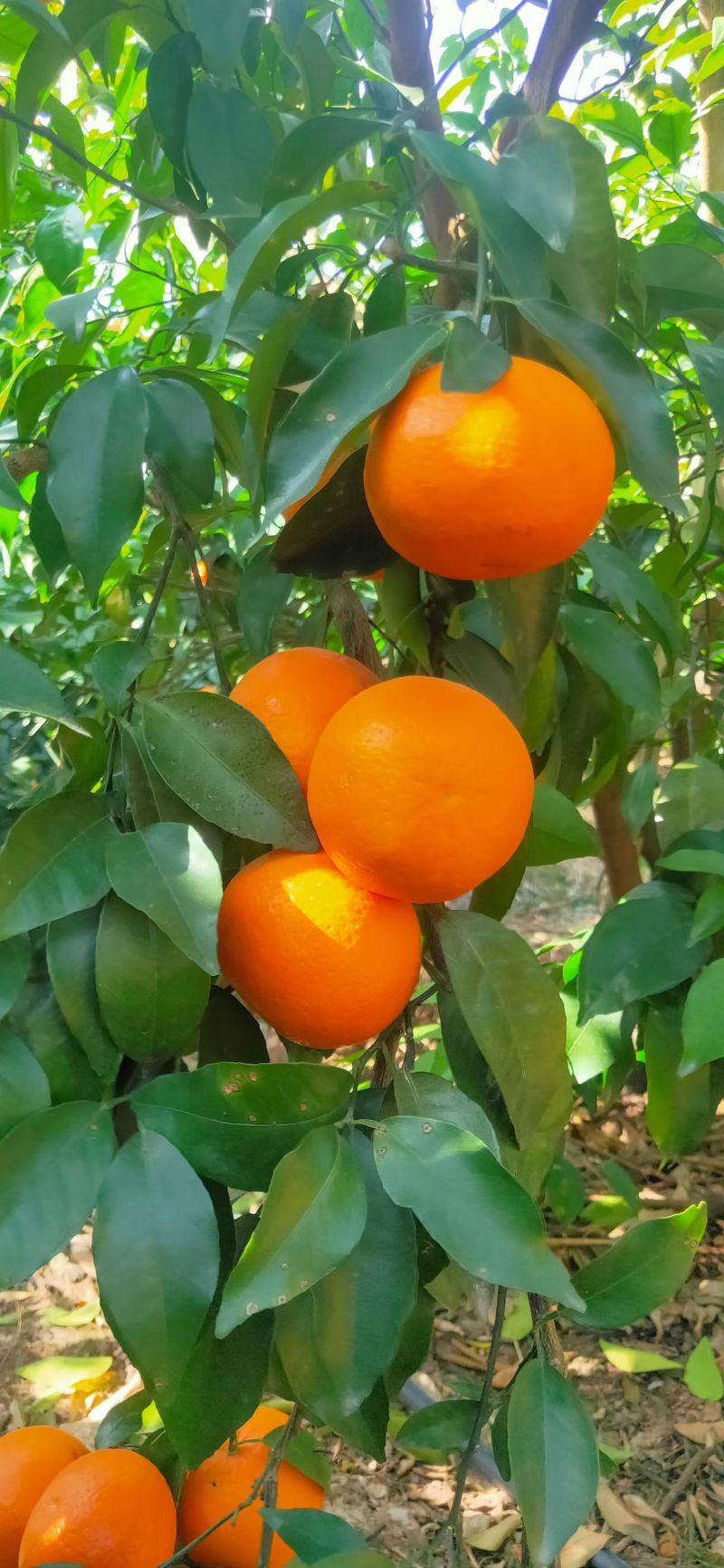 沃柑