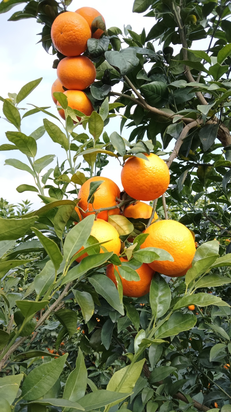 沃柑