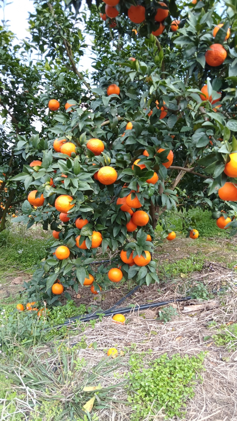 沃柑