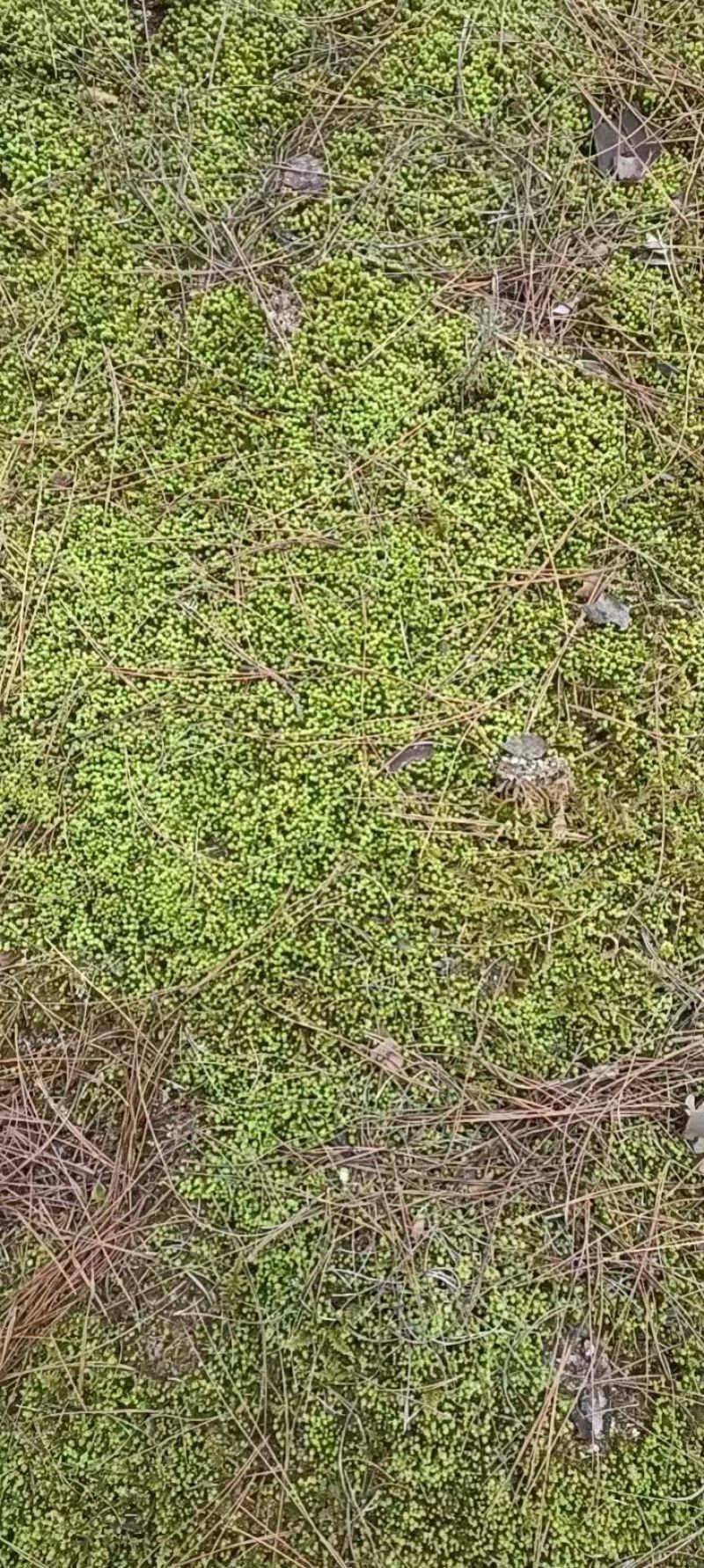 各种苔藓，人工驯养野生均有
