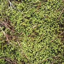 各种苔藓，人工驯养野生均有