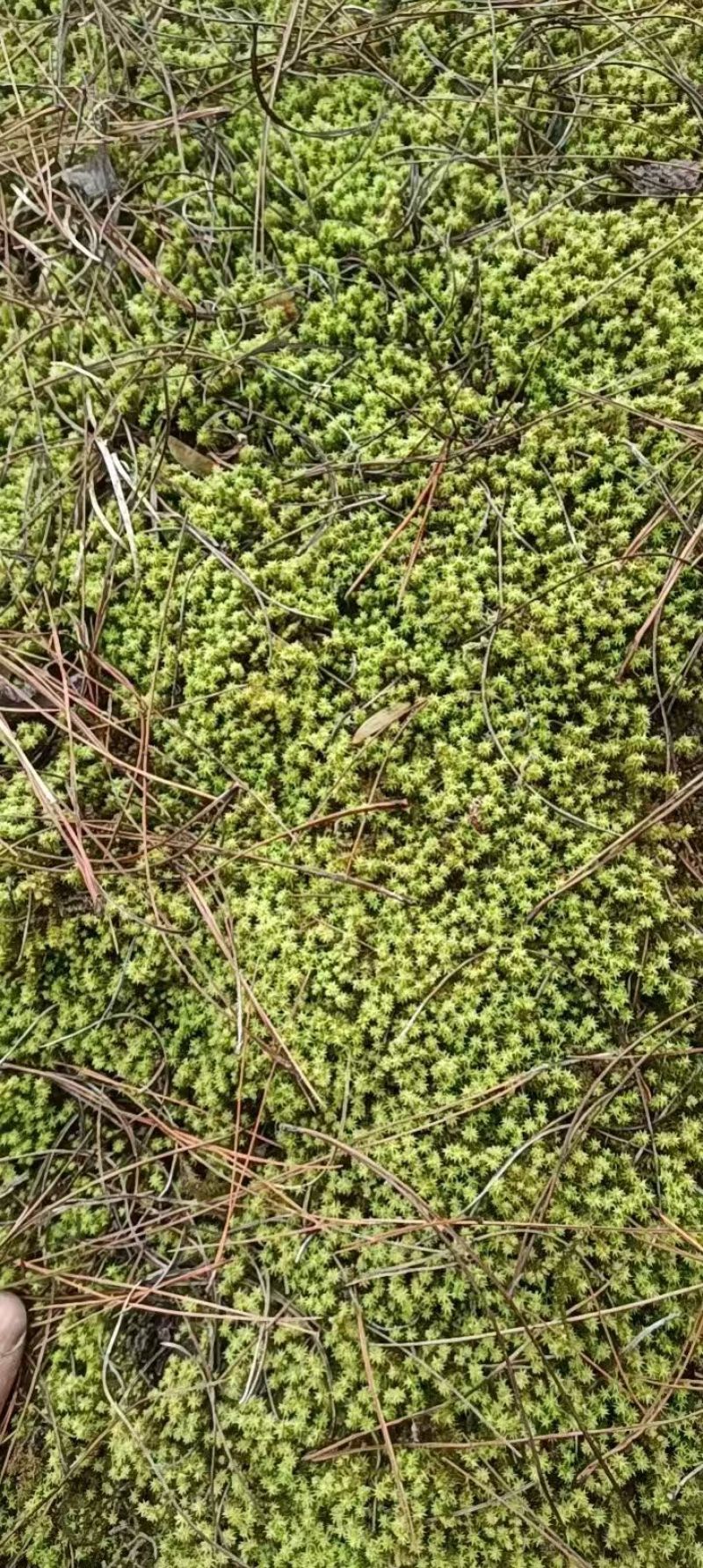 各种苔藓，人工驯养野生均有