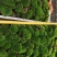 各种苔藓，人工驯养野生均有