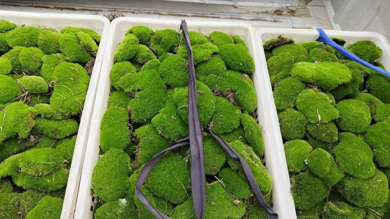 各种苔藓，人工驯养野生均有