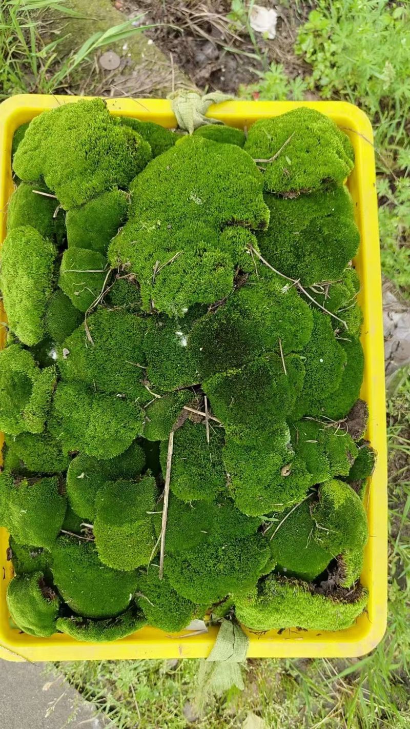 各种苔藓，人工驯养野生均有