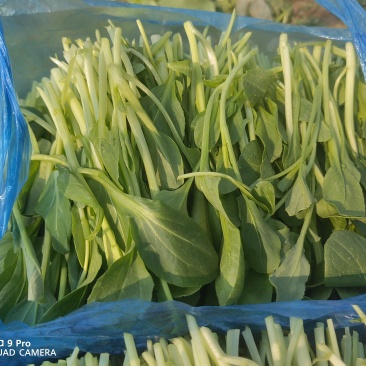 鸡毛菜欢迎大量批发。自家几十亩地种植