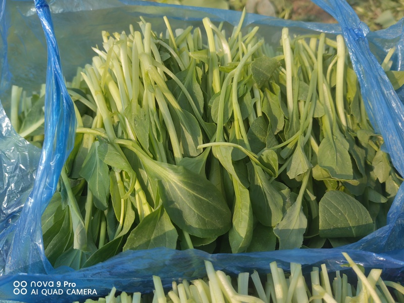 鸡毛菜欢迎大量批发。自家几十亩地种植