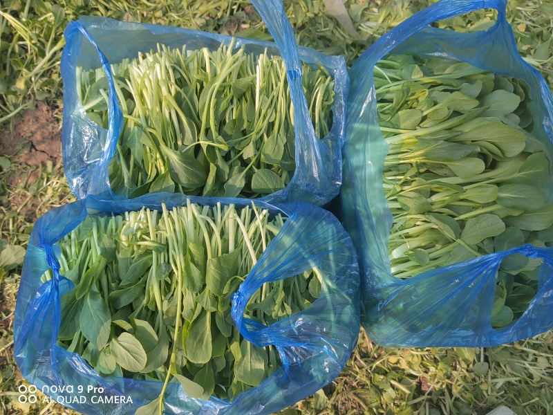鸡毛菜欢迎大量批发。自家几十亩地种植