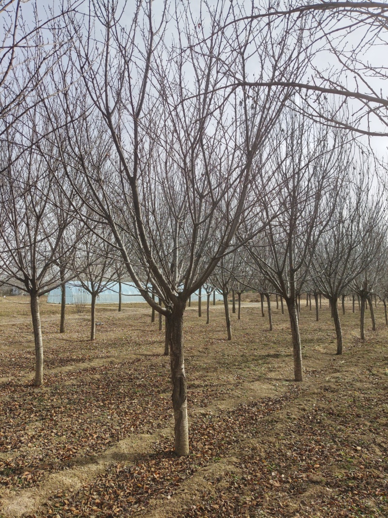 日本晚樱，樱花12至15公分