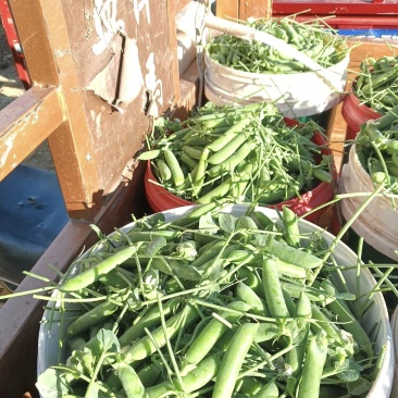 卖豌豆