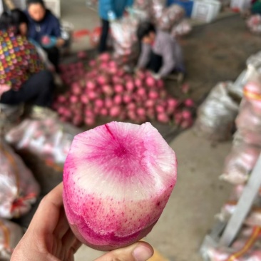 红皮萝卜穿心红萝卜不糠心【湖北产地】甜