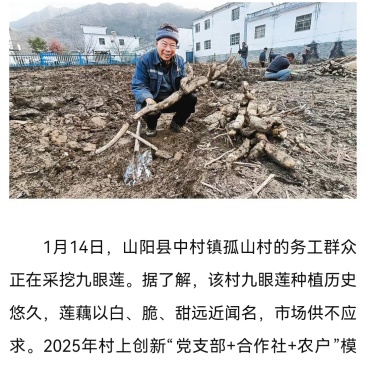 陕西商洛市山阳县中村镇孤山村特产九眼莲