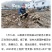 陕西商洛市山阳县中村镇孤山村特产九眼莲