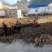 陕西商洛市山阳县中村镇孤山村特产九眼莲