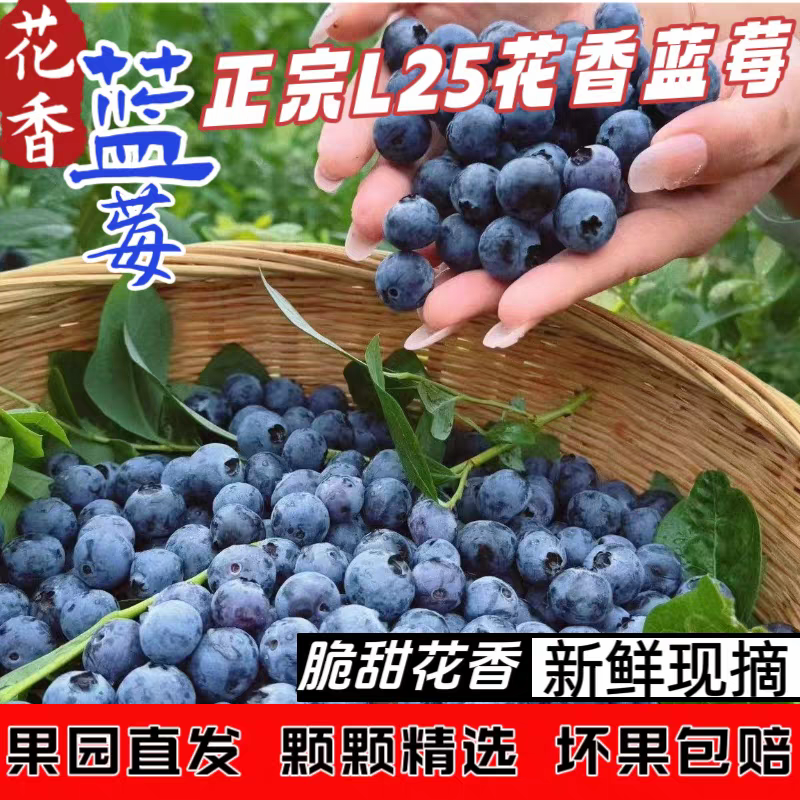 云南花香蓝莓