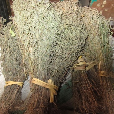 香树草