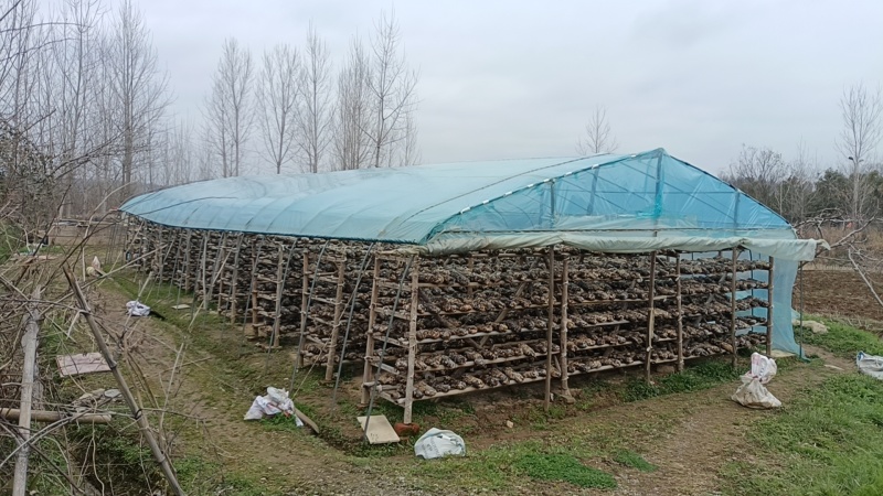 随州香菇（农户直供优质高档品质）