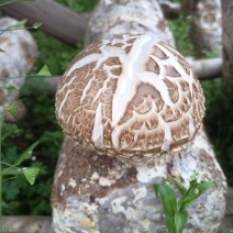 随州香菇（农户直供优质高档品质）