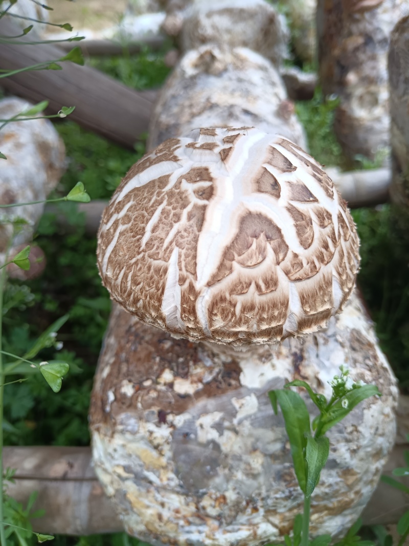 随州香菇（农户直供优质高档品质）